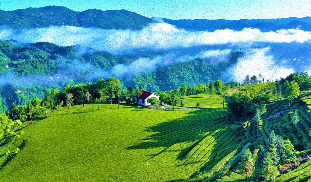 宜红工夫茶