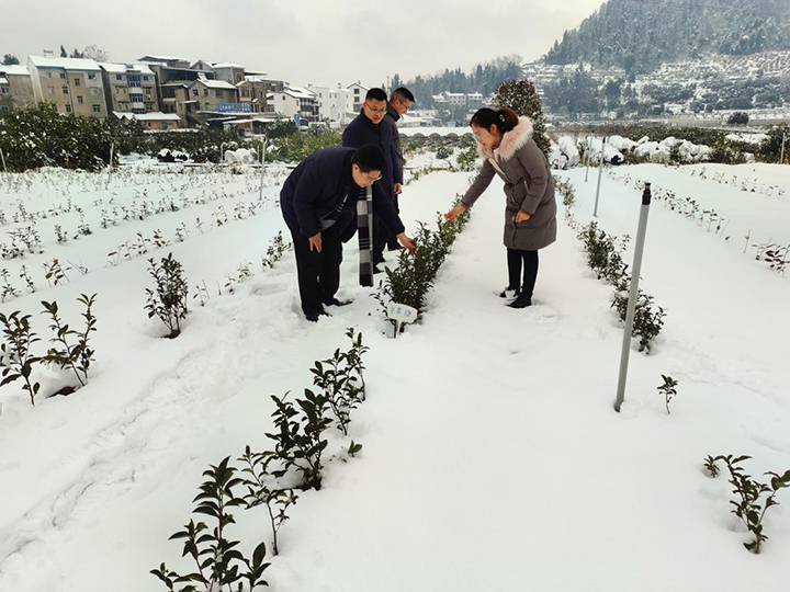 迎战低温雨雪，保障茶叶安全——国家茶叶产业技术体系凯发综合试验站在行动